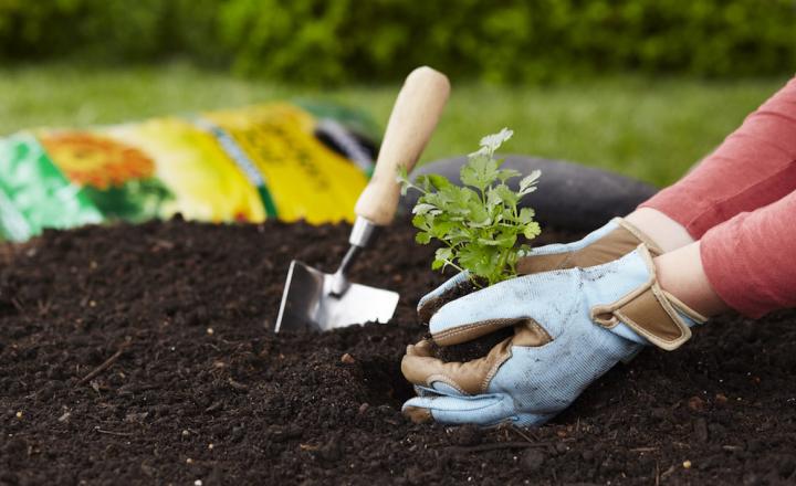 10 Top Gardening Tips for Beginners