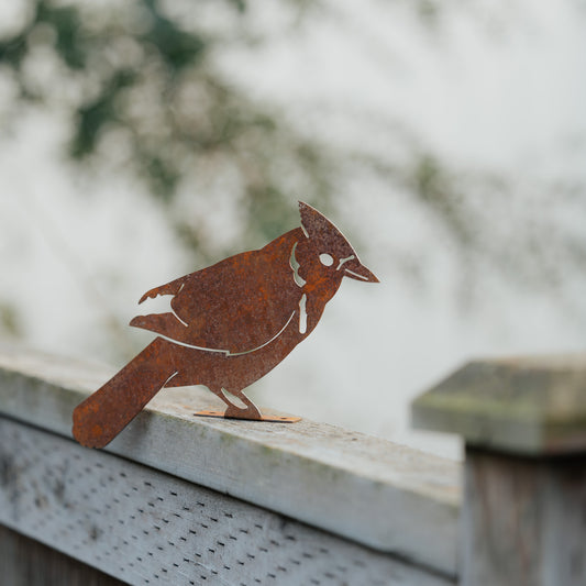 Rustic Steel Blue Jay