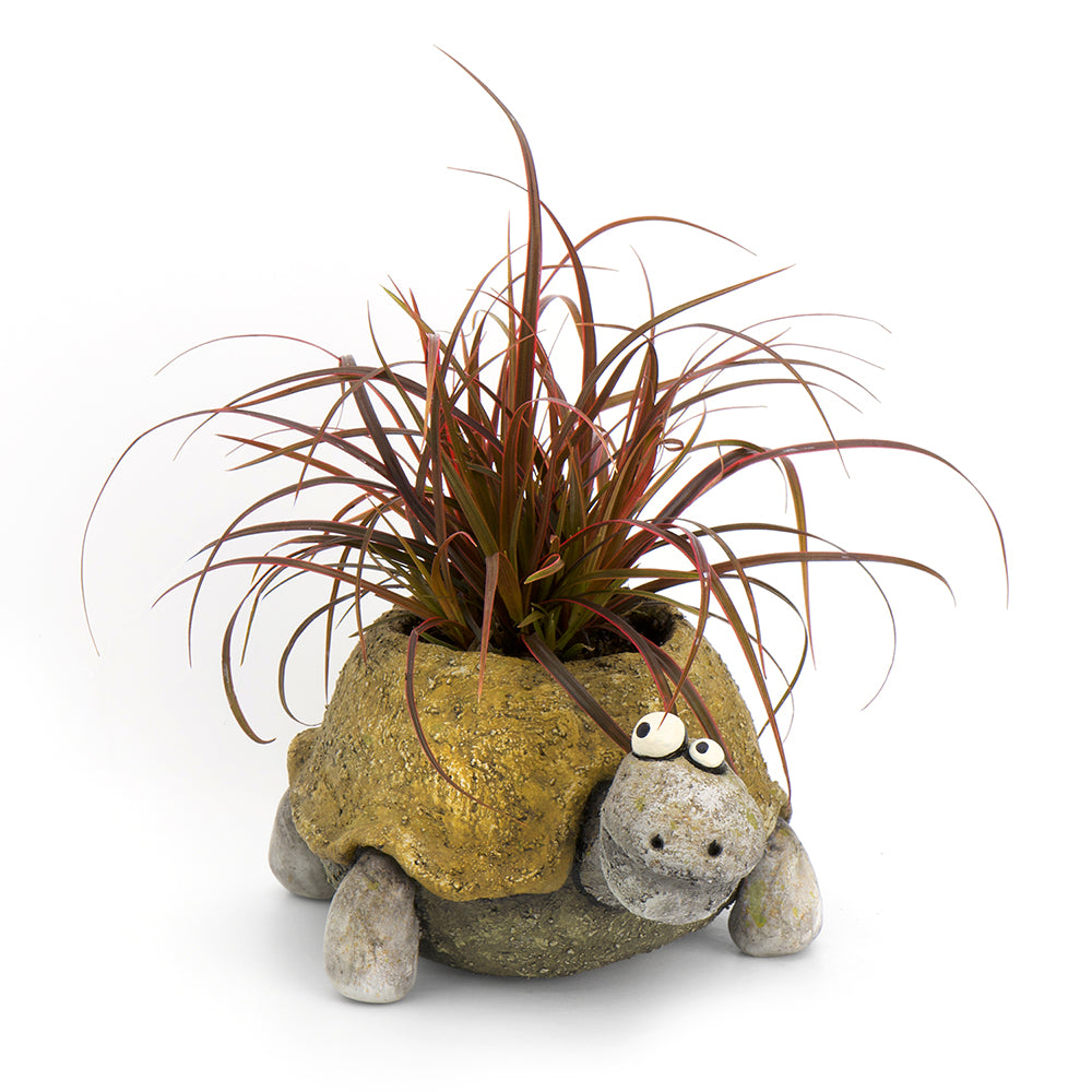 Pogo the Tortoise Blobhouse Planter