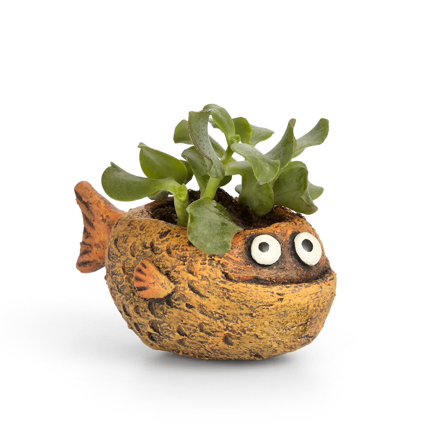 Mango the Fish Planter